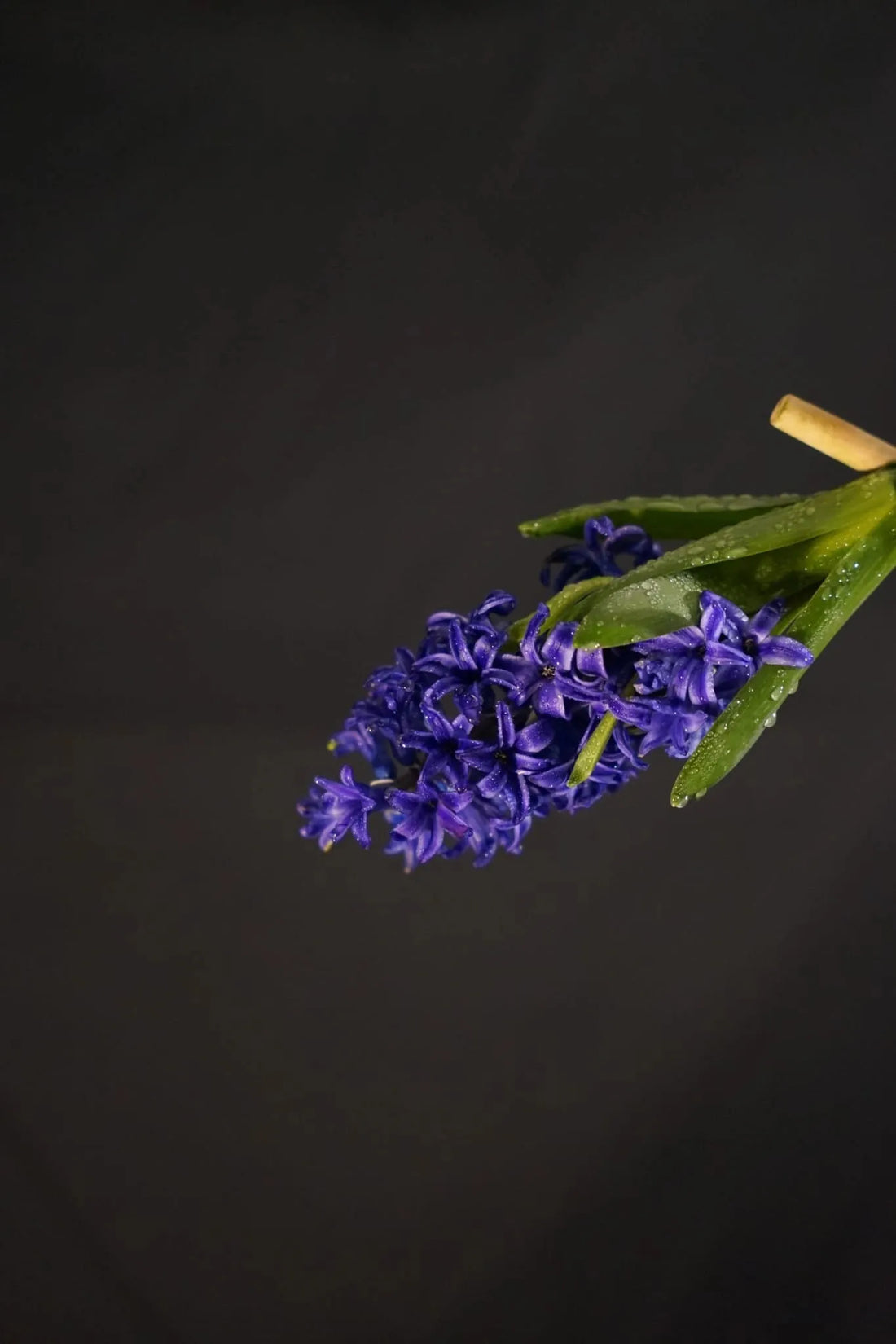 Lait corporel Oud et Patchouli | Charme Oriental - 200 mL product_type